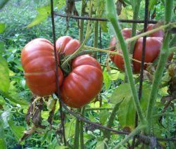 Benefits of Saving Seeds Engage in the