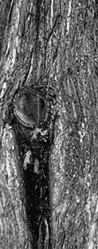 Dawn Redwood Metasequoia glyptostroboides Native to China; seeds were