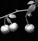 Produces small acorns (half to three quarter inch).