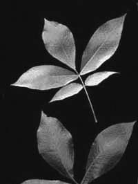 Alternate leaves are pinnately compound with five or seven