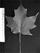 Sugar Maple Acer saccharum Native to northeastern and