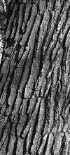 Bark has heavy rope-like ridges; stems may be thorny