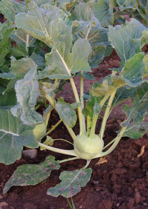 Kohlrabi No, this is not a UFO disguised as a vegetable but what some researchers believe is it s a cross between the cabbage and turnip. Don t let its appearance scare you off.