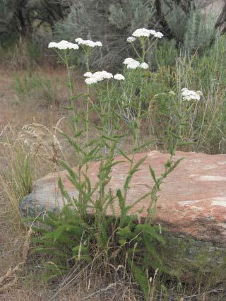 Achillea millefolium Western yarrow, Milfoil Ann Debolt Jennifer Peterson Growth
