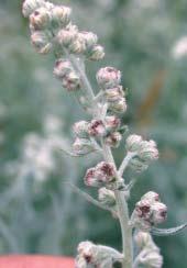 Artemesia ludoviciana Prairie sage, Western mugwort, Wormwood, White sage Mary Ellen (Mel) Harte,