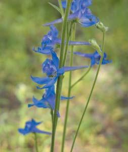Delphinium bicolor Little larkspur Growth Habit: Weakly erect, low growing, cool season, perennial forb, growing from 4-24 inches, with a fleshy, fibous