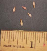 Eriogonum umbellatum Sulpher flower buckwheat Ann Debolt Dave Powell,