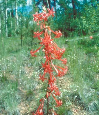 Botanical Description: Flowers are scarlet or occasionally whitish with scarlet spots,