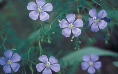 Botanical Description: Showy blue flowers are