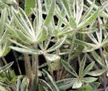 Botanical Description: Irregularly shaped sweet-pea-like (bilabiate) flowers are