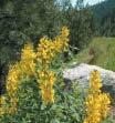 Thermopsis montana Mountain goldenpea, Mountain golden banner, False lupine Dan