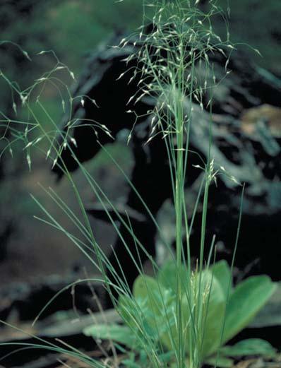 Achnatherum hymenoides Indian ricegrass, Sand bunchgrass Dave Powel, USDA Forest Service, www.