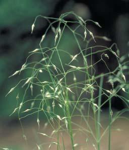 org Growth Habit: A medium lived perennial, cool season grass that forms dense clumps and grows to