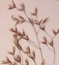 Botanical Description: Panicle inflorescence is generally narrow, and often nodding.