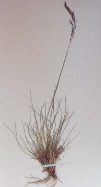 Spikelets are comprised of 2 to 3 flowers, each with two basally awned florets.