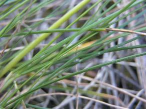 Festuca idahoensis Idaho fescue, Blue bunchgrass Jennifer Peterson Growth Habit: Densely tufted, cool-season,