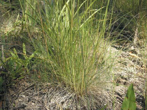 Botanical Description: Inflorescence is a slim, 3-6 inch panicle with ascending branched spikelets comprised of 5-7