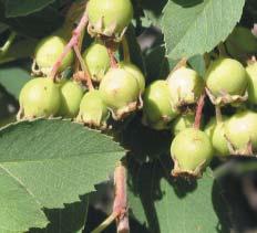 Amelanchier alnifolia Serviceberry, Pacific serviceberry, Saskatoon serviceberry Jim Kingery