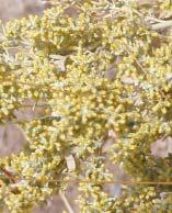 yellow in color, 3-12 flowers are born in narrow panicle like