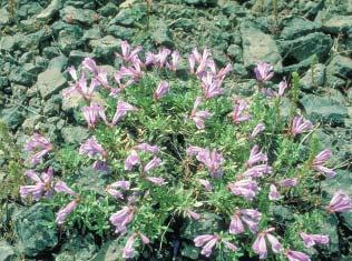 org Growth Habit: Perennial, mat-forming, evergreen sub-shrub growing to 2 feet, with a