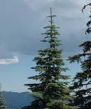 Pacific silver fir & western redcedar By: