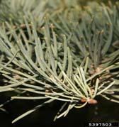 Abies concolor Needles are 1 ½ 3 long,