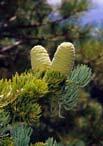 By Diana Anderson A White Fir Pinaceae Abies