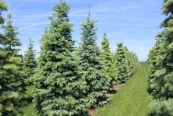 White Fir Pinaceae Abies concolor Main uses: