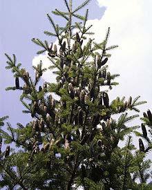 Balsam fir typically grows tends to grow to in cool climates with temperatures near or around 40