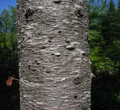 Balsam fir Balsam fir s bark on young trees is smooth, grey, and with