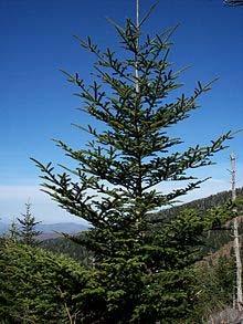 subspecies of balsam fir Fraser fir Grows about 10 15 meters tall and grows at elevations of 4,000 ft.