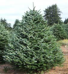 Fraser fir Is really popular as a Christmas tree and is often used as the