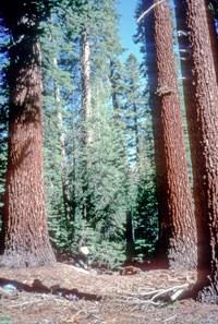 California red fir Pinaceae