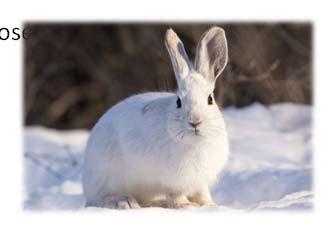 Snowshoe hares, porcupines, red squirrels, and spruce,