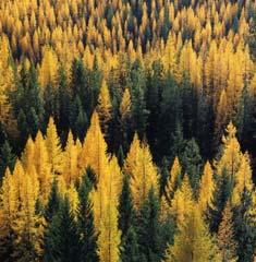 Can withstand temperatures of 85 F 94 Western Larch (Pinaceae
