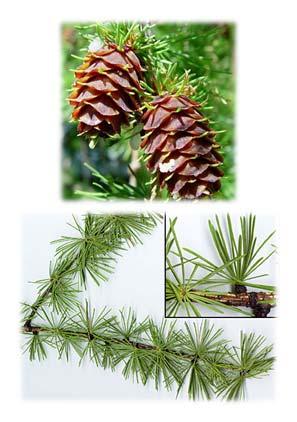 Western Larch (Pinaceae Larix occidentalis) Needles and Cones Clusters of 15 to 30