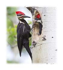 Western Larch (Pinaceae Larix occidentalis) Wildlife Value Pileated woodpeckers Rodents,