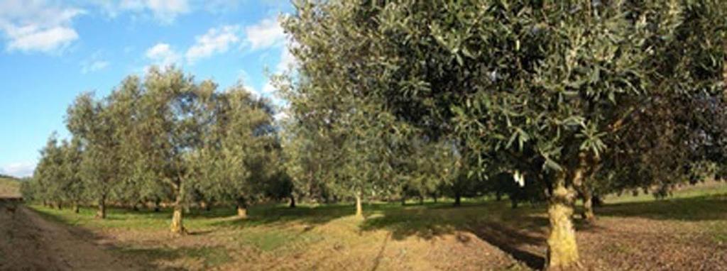 Strong points The olive-tree cultivation is