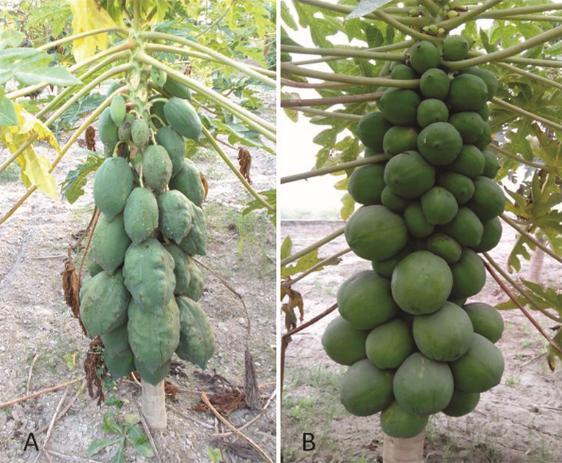 872 INDIAN J EXP BIOL, DECEMBER 2017 (13/86) were most tolerant. The symptoms of fruit deformity in Pune Selection-3 are shown in Fig. 1.