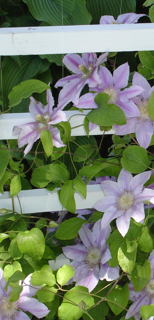 VINES (CONTINUED) Wisteria Clematis Climbing hydrangea Moonseed Purple passionflower Trumpetcreeper B LO O M Wisteria sp. purple, white Clematis sp.