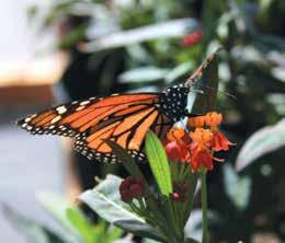 Have you noticed that you just don t see as many butterflies in your yard as you did some years ago? I remember as a child that there were butterflies everywhere all different varieties.
