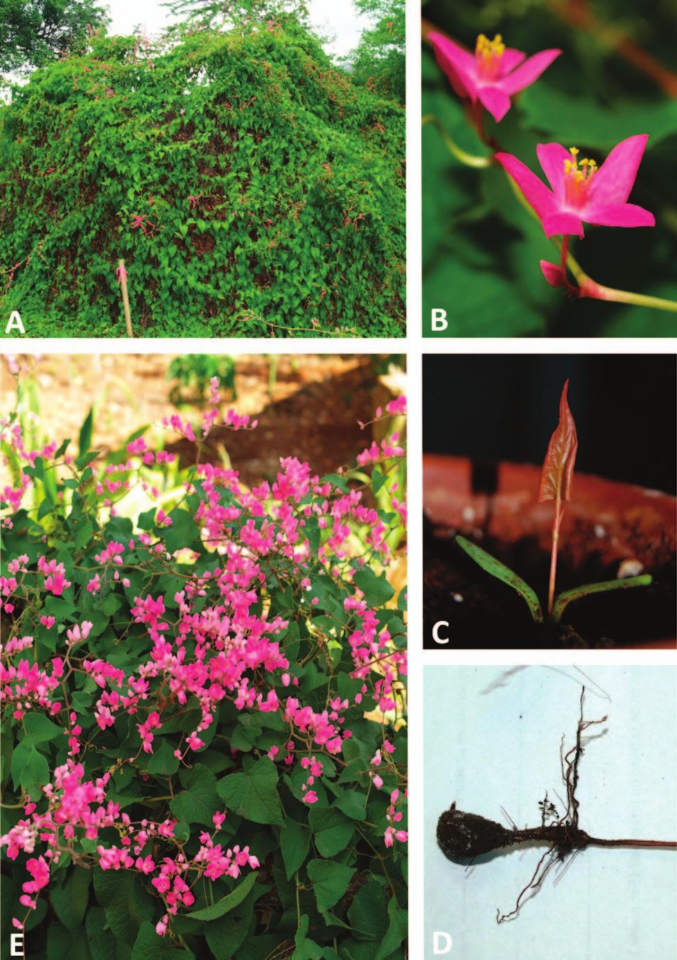 Figure 1. Images clockwise from top left: (A) Habit of Antigonon leptopus on roadside in St. Eustatius. (B) Detail of flower. (C) Seedling with cotyledons and first leaf.