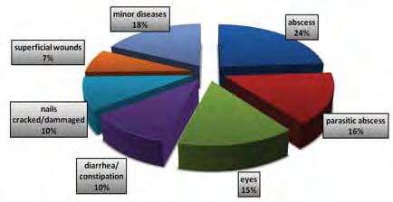 Figure 1. Commonly-occurring disorders of domesticated elephants. Diseases and their treatment Figure 1 indicates the most commonly occurring disorders observed.