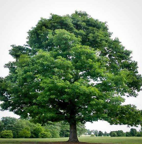 White Oak Respected 20th century naturalist Donald Peattie once said, If oak is the king of trees, as tradition has it, then the white oak, throughout its range, is the king of kings.