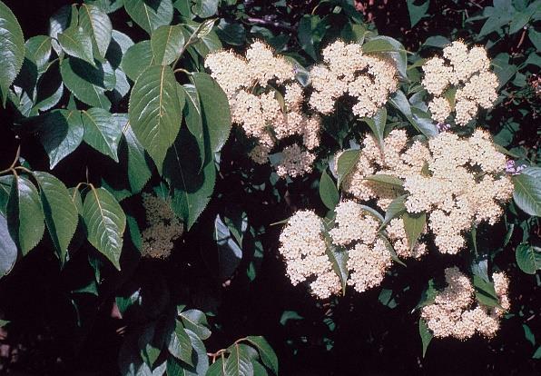 Growth Rate: This shrub grows at a medium rate, with height increases of 13 24" per year.