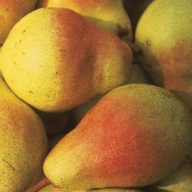Clapp s Favorite Pear Handsome and hardy. Vigorous tree has an upright growth habit and produces large, sun-yellow pears with a red cheek.
