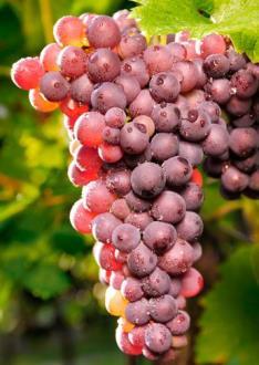 General Characteristics: Catawba' is a Vitis labrusca hybrid grape that is commonly used for wines, champagnes, jams/jellies and juice.