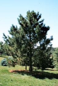 Establishment: Jack pine is regenerated by planting, direct seeding, scattering cone-bearing slash on mechanically scarified ground, or using the seed tree silviculture method combined with