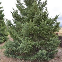 Black Hills Spruce While not as widely known as other spruces, tree experts claim that it is ornamentally superior to the standard white spruce and can be planted just about anywhere that the more