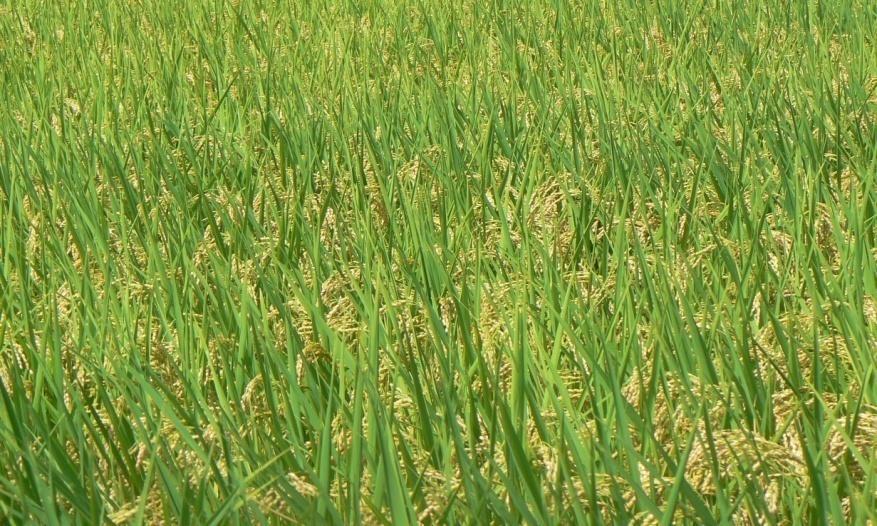 CONTROL Excellent vigor of paddy